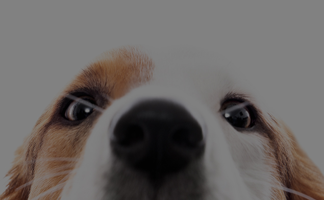Süß dreinblickender Hund hält seine Nase in die Kamera